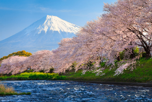 桜 富士山の最強コラボ絶景 桜だけでは物足りないあなたに At Home Vox アットホームボックス