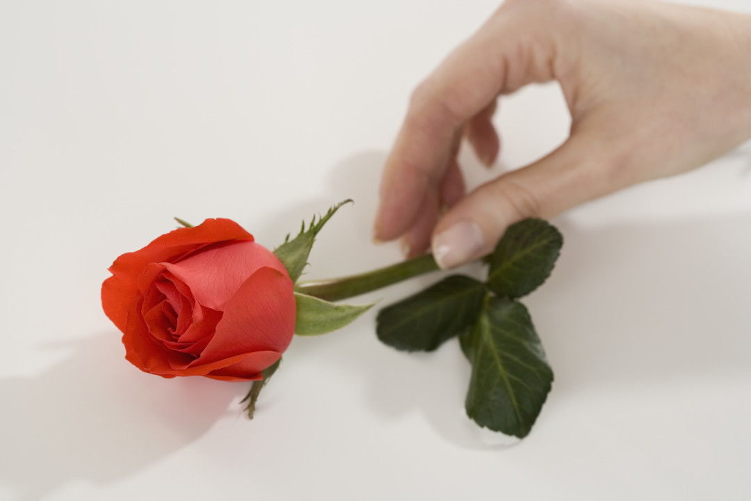 【スピリチュアル・ビートルズ】 ポールが失意のシンシアに贈った1本のバラ 「ヘイ・ジュード」秘話 | OVO [オーヴォ]
