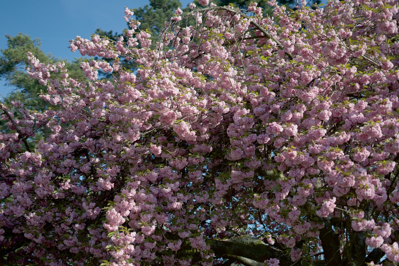 お花見はhanamiというフランス語に パリジャンも愉しむフランスの花見をレポ Ovo オーヴォ