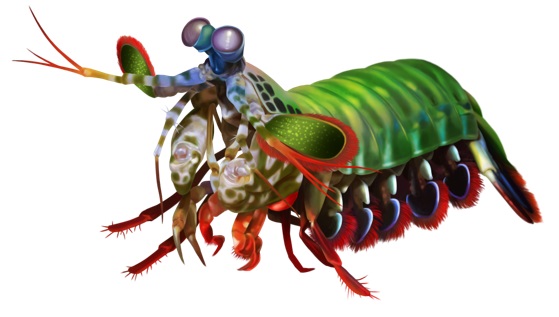 ちょっぴり危険なひととき 世界の危険生物展 記事詳細 Infoseekニュース