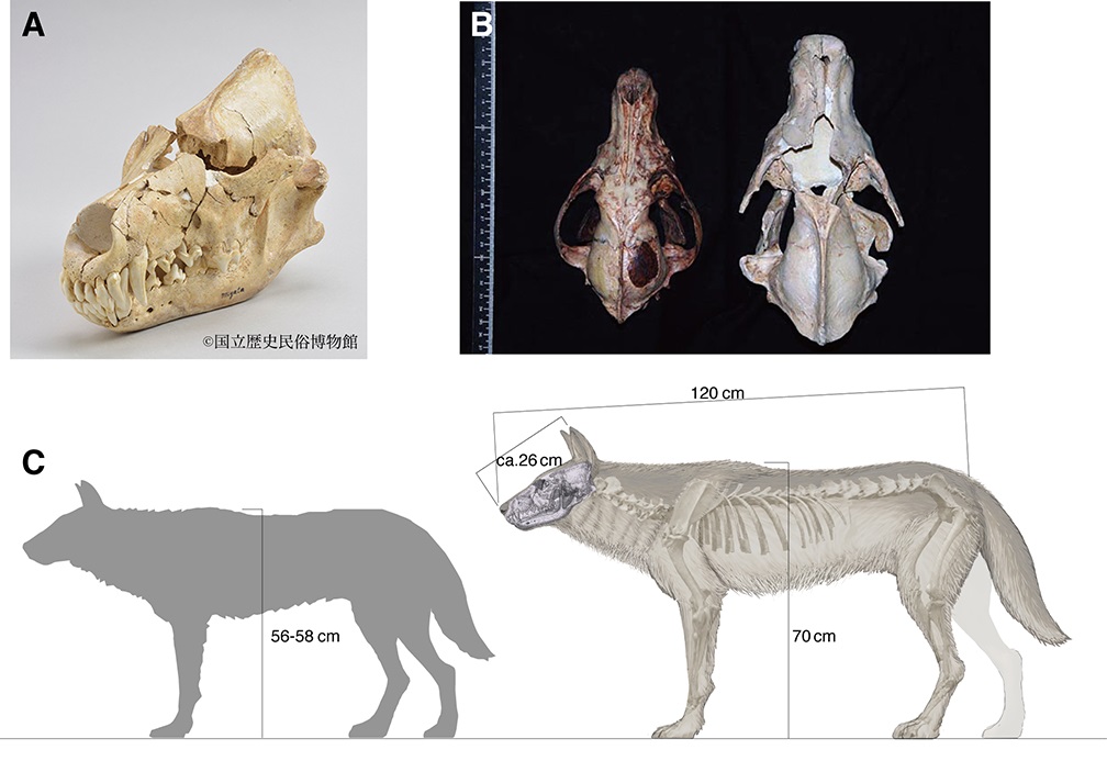 ニホンオオカミの起源 国立科学博物館などのグループが解明 Ovo オーヴォ