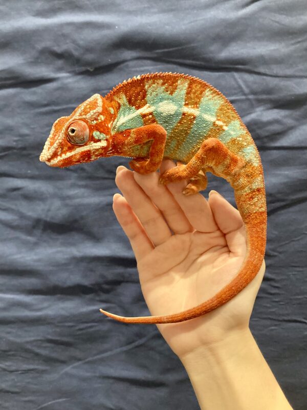 小さな恐竜たちが大阪南港に出現 7月に「レプタイルズフィーバー2022」 OVO [オーヴォ]