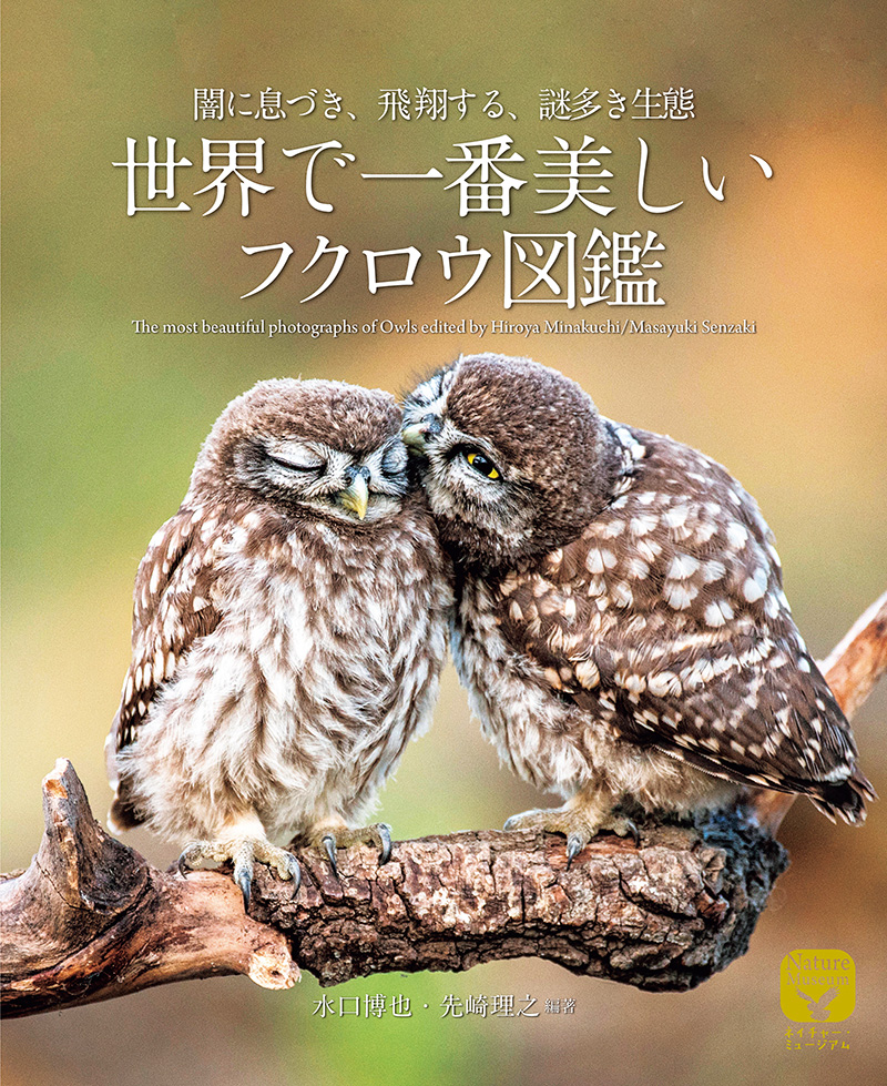 神秘的なフクロウの生態 美しい写真と解説でじっくり紹介 | OVO [オーヴォ]