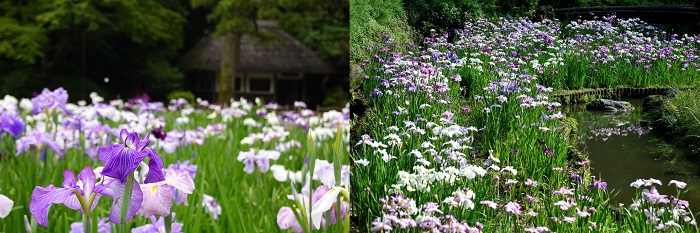 小石川後楽園と清澄庭園のハナショウブ最盛期の様子